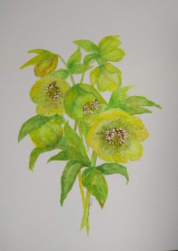 CD, Watercolour, Hellebores